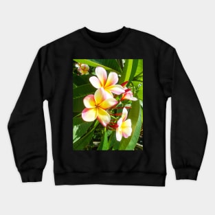 plumeria-flowers-frangipani-floral-awesome-bossoms-shirtyshirto-99 Crewneck Sweatshirt